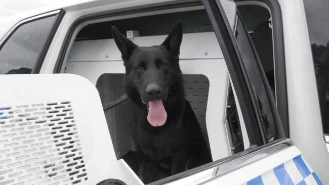 Volkswagen Tiguan with police dog