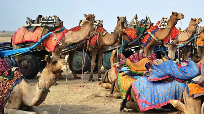 camel cart, camel carts with aircraft tyres, camel cart with airplane wheel, jugaad, camel cart ride, indian inventiveness, incredible india, , overdrive, incredible india-where camel carts run on aircraft wheels and tyres