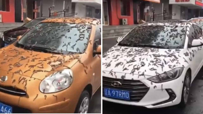Worms Rain Over Cars on the Streets of Beijing – VIDEO