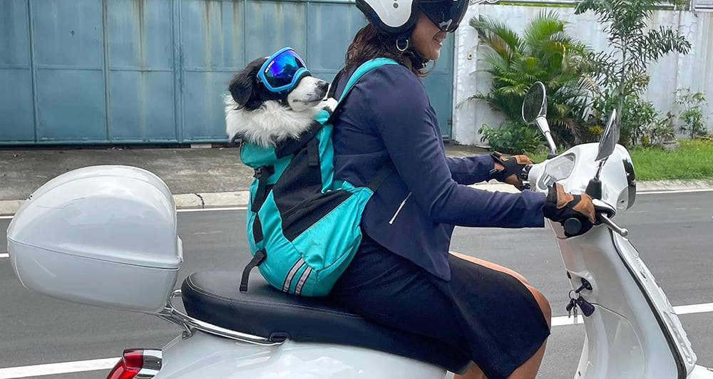 how to teach your dog to ride a scooter