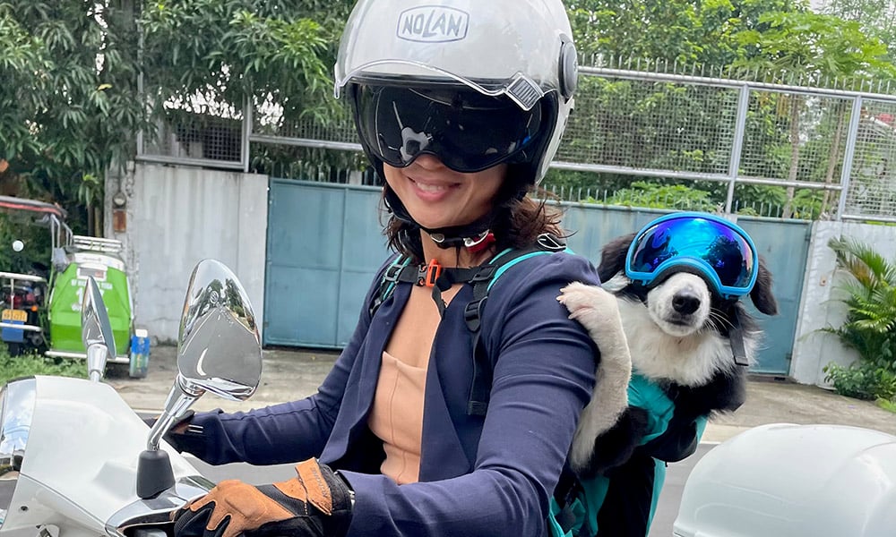 how to teach your dog to ride a scooter