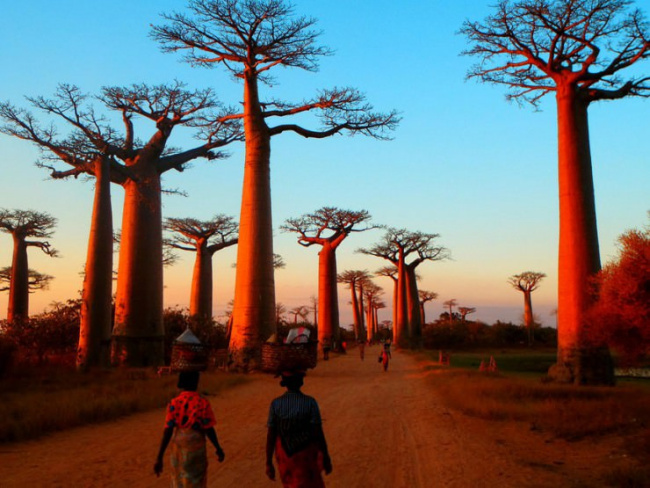top things about madagascar you should know