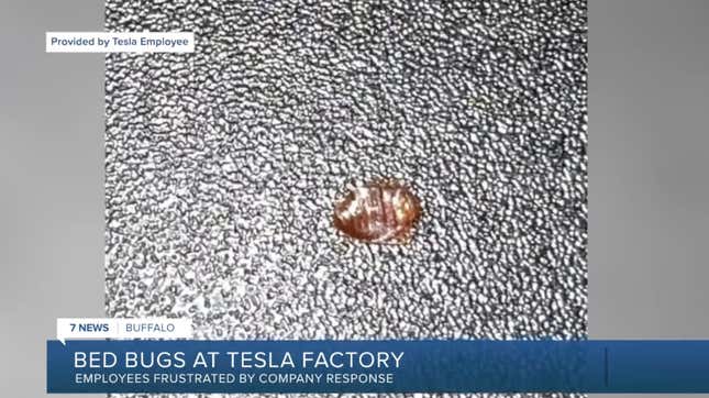 Image for article titled New York Tesla Gigafacotry Infested With Bed Bugs And Efforts To Kill The Bugs Are Making Workers Sick
