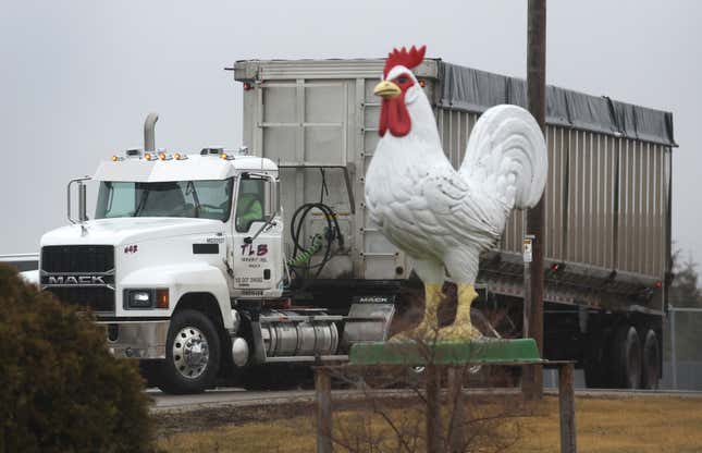 A white Mack truck semi exits a farm with a large chicken in the foreground 